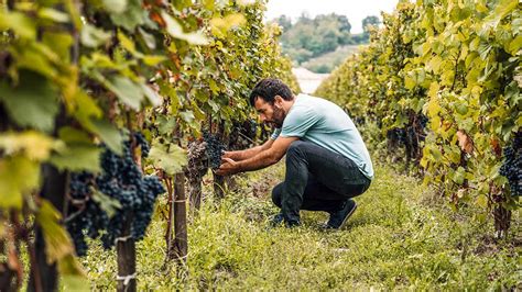 vendeur de materiel de viticulture a chatillon sur marne